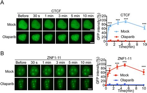 PAR Mediates The Early Recruitment Of CTCF To DNA Lesions A Olaparib