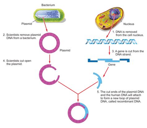 What is Genetic Engineering? | The Sherpa Blog