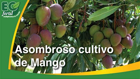 Cultivo De Mangos EO FERTIL