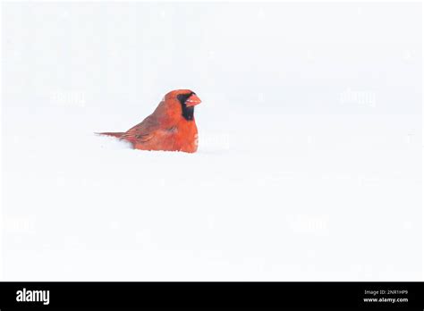 Northern Cardinal Cardinalis Cardinalis In Winter Stock Photo Alamy