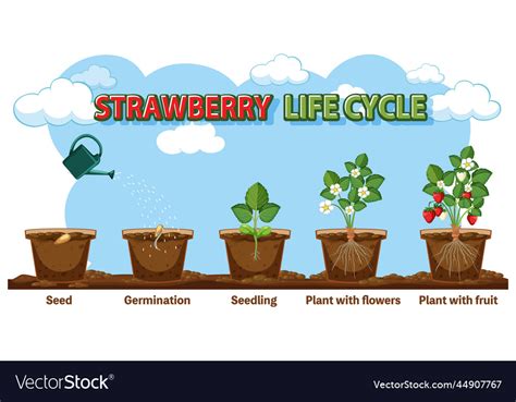 Strawberry Plant Growth Stages Royalty Free Vector Image