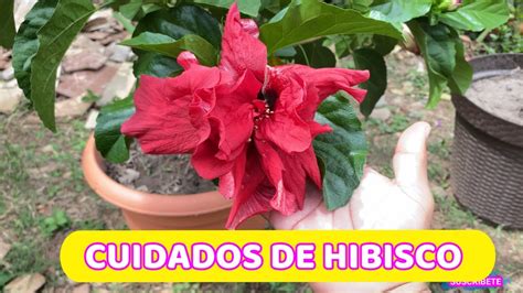 Como Cuidar Los Hibisco En Maceta Hacer Florecer Hibisco Rosa China