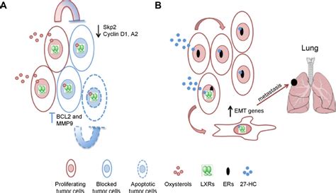 LXRdependent And Independent Effects Of Oxysterols On Immunity And