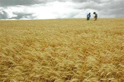 Inicia Colheita Do Trigo No RS Revista Cultivar