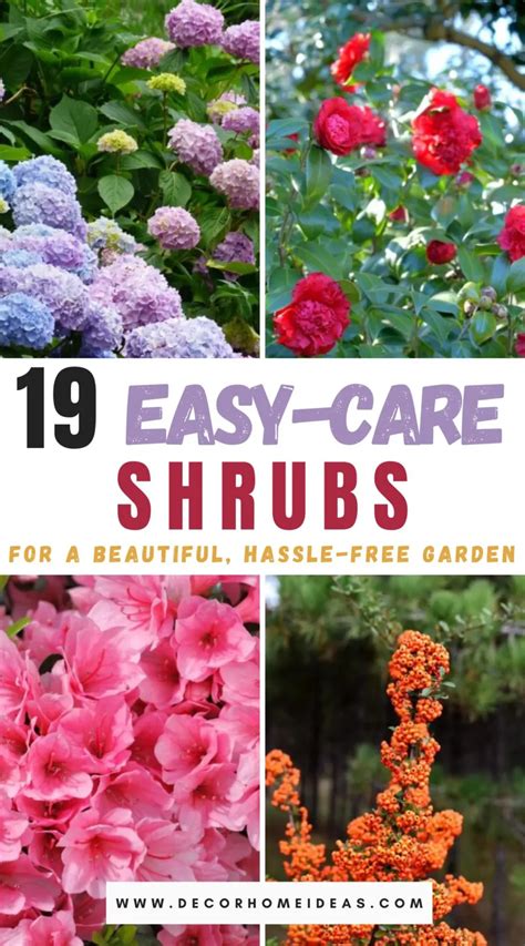 19 Low-Maintenance Shrubs for a Hassle-Free Garden