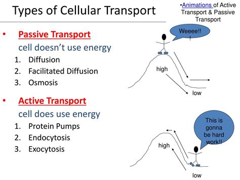 Ppt Cellular Transport Powerpoint Presentation Free Download Id