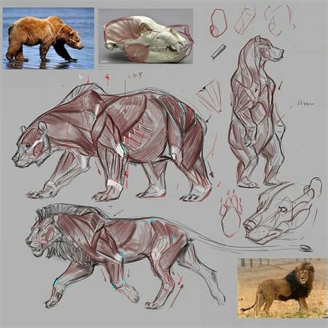 Pin by JAC Jr. on Drawing References | Animal drawings, Anatomy art ...