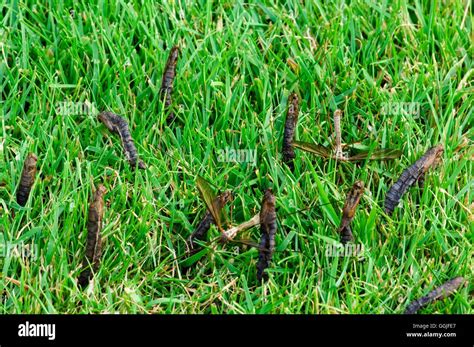 Leather Jacket - larvae cases left in lawn after emergence of - 'Crane ...