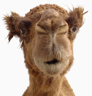 Latest Funny Pictures: Funny Camel Face