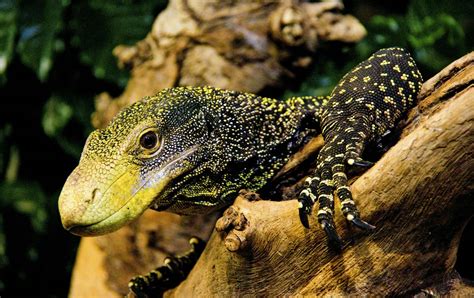 Crocodile Monitor Lizard Facts Are Crocodile Monitors Venomous