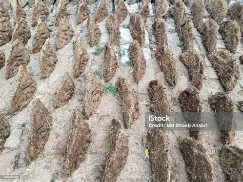 Kue Kotoran Sapi Di Lantai Tanah Liat Hingga Kering Untuk Dijadikan