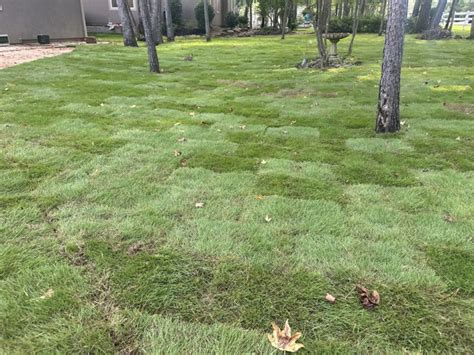 Zeon Zoysia Grass Barefoot Grass For Texas The Grass Store