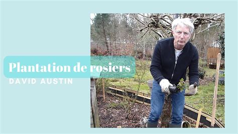 Plantation De Rosiers Anglais David Austin Monjardindansleslandes