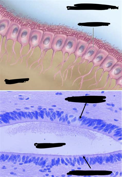 Ependymal cells Diagram | Quizlet