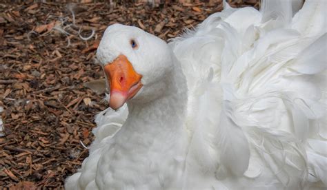 Sebastopol Goose Breed Profile - Farmhouse Guide