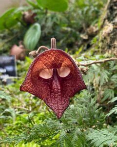 Flowers That Look Like Skulls Spooky Wonders Of The Nature