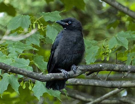 Fledgling Crows Monrchs Nature Blog