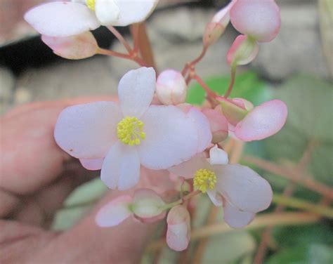 Begonia Amparoae Begoniaceae Image 207427 At PhytoImages Siu Edu