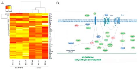 Jpm Free Full Text Ets Domain Transcription Factor Elk 1 Regulates