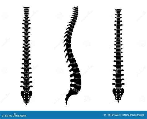 Human Vertebral Column Cartoon Vector 37968253 Images And Photos Finder