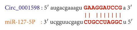 Circ 0001598 Exerts Chondrocyte Biological Functions By MiR 127 3p A