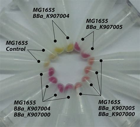 Team Ustc China Project Rna Rec Igem Org