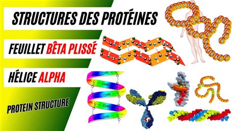 Niveaux De Structure Des Prot Ines H Lice Alpha Et Feuillet B Ta