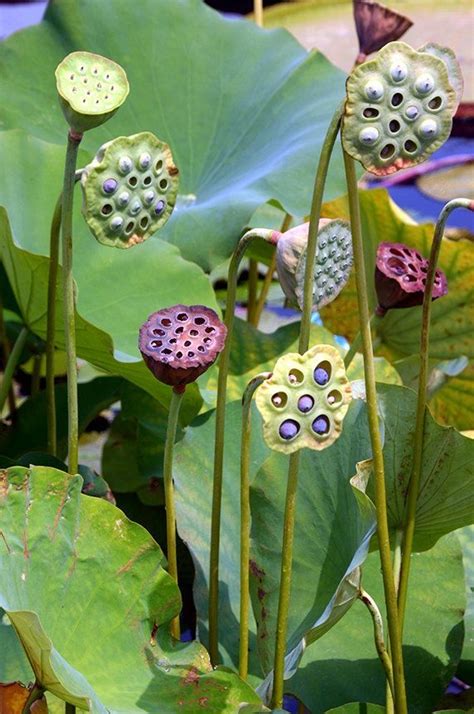 Some Very Pretty Looking Flowers By Some Big Leafy Plants In The Water