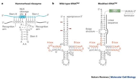 Gene Discovery By Ribozyme And Sirna Libraries Nature Reviews