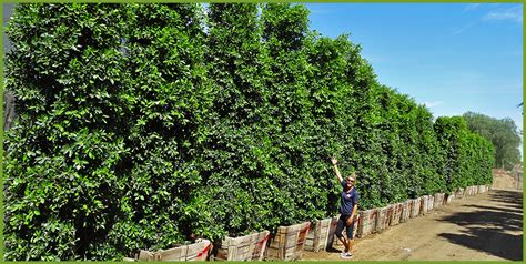 carolina cherry tree hedge | Items E-Zine Picture Gallery