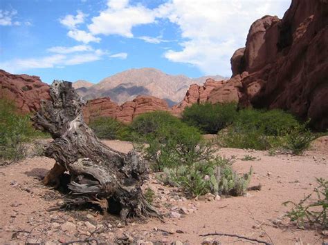 el caminito septimo milenio