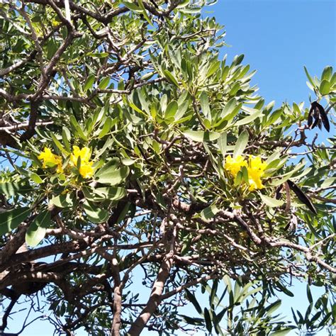 Tabebuia Argentea - Ornamental Trees Thailand