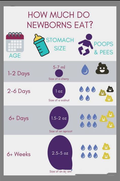 Size Of Newborn Stomach Chart