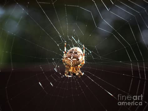 Araneus Diadematus Photograph by Nathan Reardon - Pixels