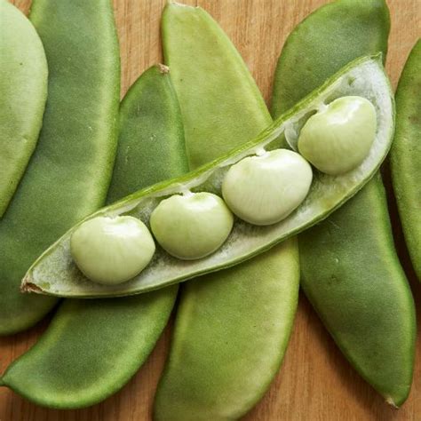 How To Grow And Prepare Lima Beans My Garden And Greenhouse