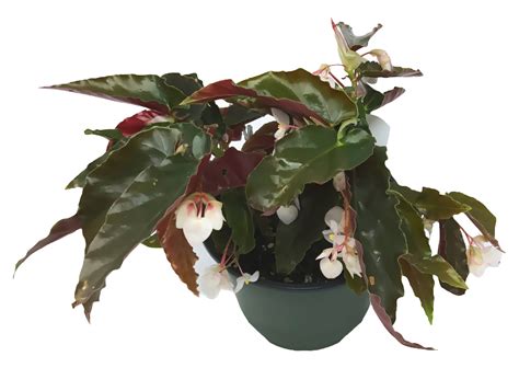 Flowerpotnursery Angel Wing Torch Pink Begonia Begonia Sp Torch Pink 6