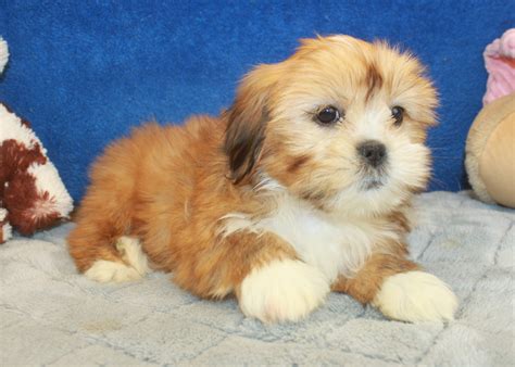 Lhasa Apso Puppies For Sale Long Island Puppies