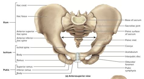 Pelvis Names Of The Bones Anatomy Labeled Diagram 50 OFF