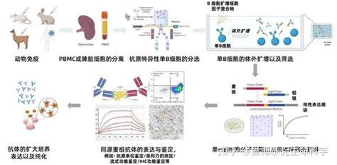 一支优秀的兔单克隆抗体是如何研发出来的 知乎