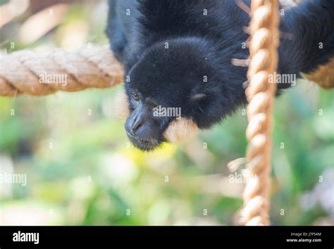 ZSL London Zoo, UK. 25th May 2017. Gibbons swing into London in their new enclosure opening 27th ...