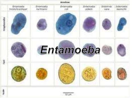 Entamoeba Histolytica