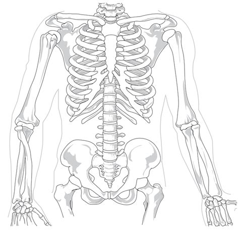 Bruised Sternum: Symptoms, Causes, Treatments, and Prevention ...