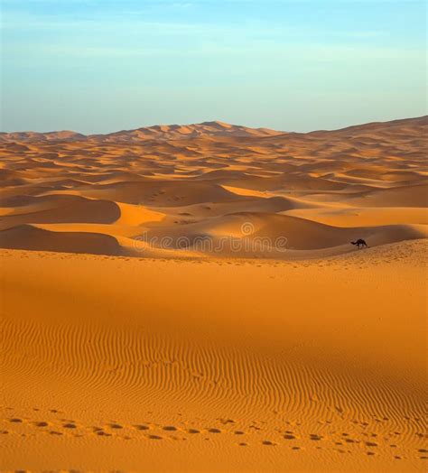 Camello Solo En Sahara Desert En Puesta Del Sol Foto De Archivo