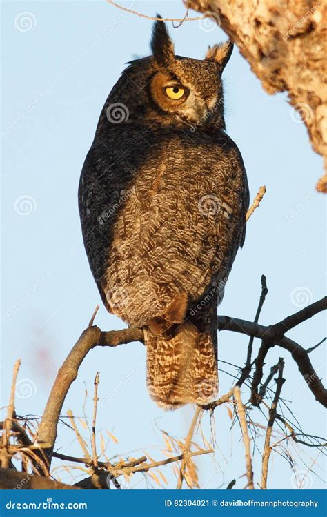 Great Horned Owl Sitting On A Branch Stock Image Image Of Great Bird