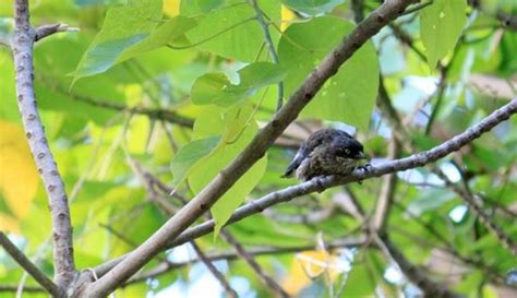 Polynesian Starling Tutuila Subspecies Aplonis Tabuensis Tutuilae