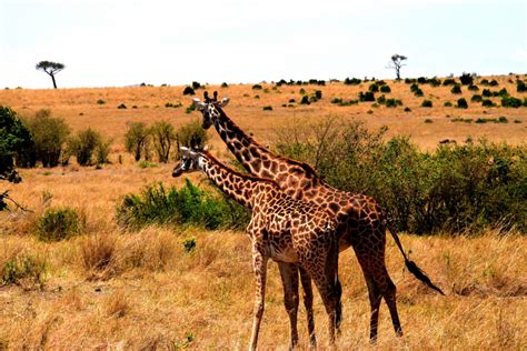 Free Images Wilderness Prairie Adventure Travel Wildlife Wild