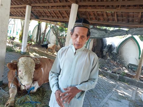 Sapi Jokowi Tiba Di Masjid Mangkunegaraan Bobot Hampir Satu Ton