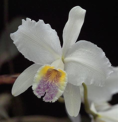 Cattleya Lueddemanniana Coerulea Miguels Orchids