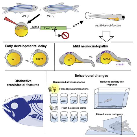 Zebrafish Embryo Stages