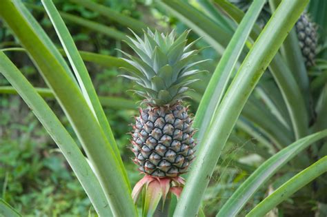 Cosecha de piña Huerto en casa